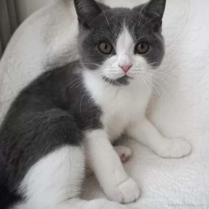 ID:2412-00688の子猫