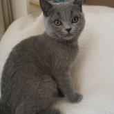 ブリティッシュショートヘア