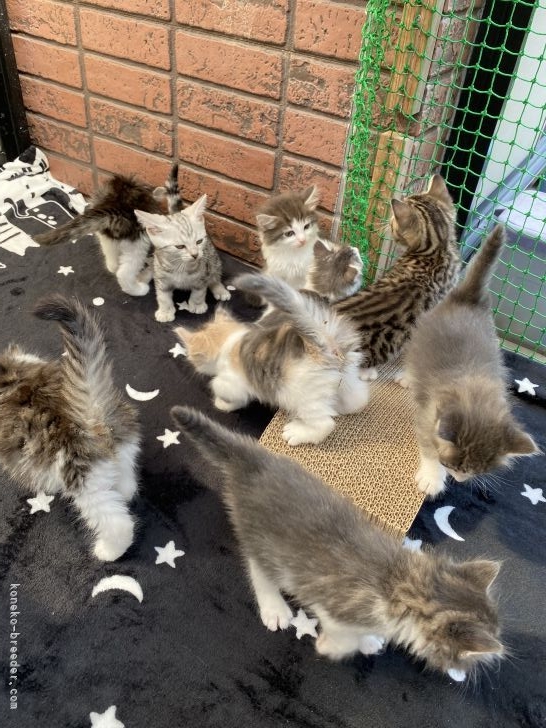 天気が良い日はみんな元気にウッドデッキで走り回っています｜戸鼻　かおり(とばな　かおり)ブリーダー(愛知県・ノルウェージャンフォレストキャットなど・ICC登録)の紹介写真2