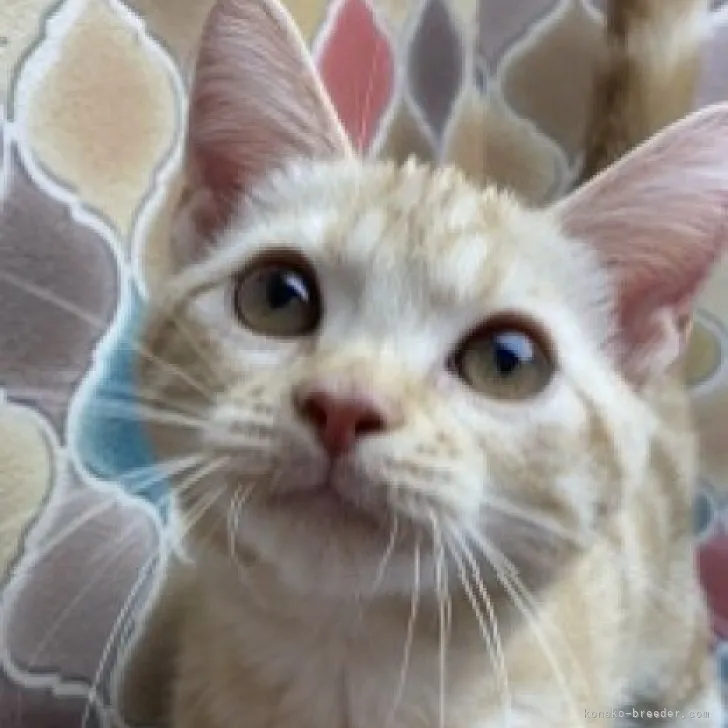 ID:2310-02488の子猫