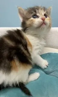 ID:2203-01870の子猫