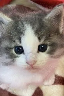 ID:2202-00716の子猫