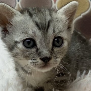 ジェネッタ【愛知県・女の子・2024年7月12日・シルバースポテッドタビー】の写真「ジェネッタ生まれました♀」