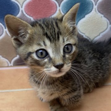 ジェネッタ【愛知県・男の子・2024年7月12日・ブラウンスポテットタビー】の写真「ジェネッタの男の子生まれました♂」