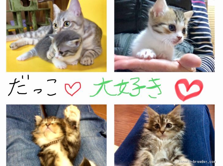 ❤️いっぱい抱っこして人好きになる方法で育てています❤️誕生から数ヶ月が重要です💓🙋‍♀️🐱｜山田　由美子(やまだ　ゆみこ)ブリーダー(群馬県・メインクーンなど・TICA/ICC/KCP登録)の紹介写真2