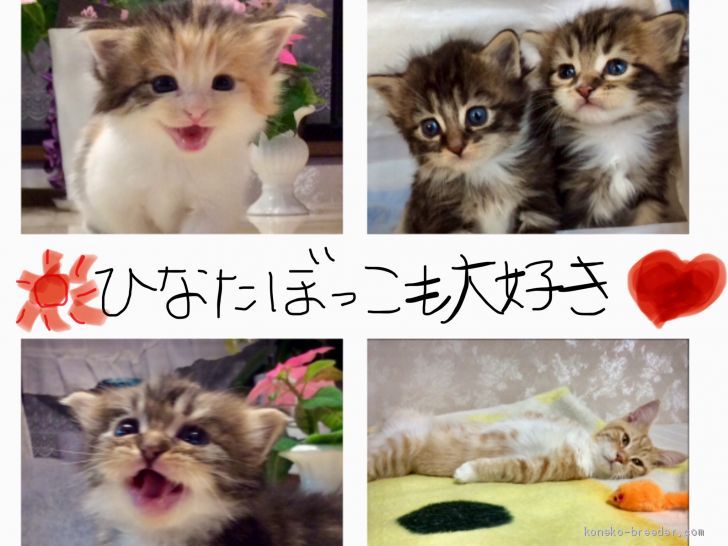 🐱成長に応じて、遊びながら、様々な事を経験しています。日向ぼっこも大好き☀️｜山田　由美子(やまだ　ゆみこ)ブリーダー(群馬県・メインクーンなど・TICA/ICC/KCP登録)の紹介写真3