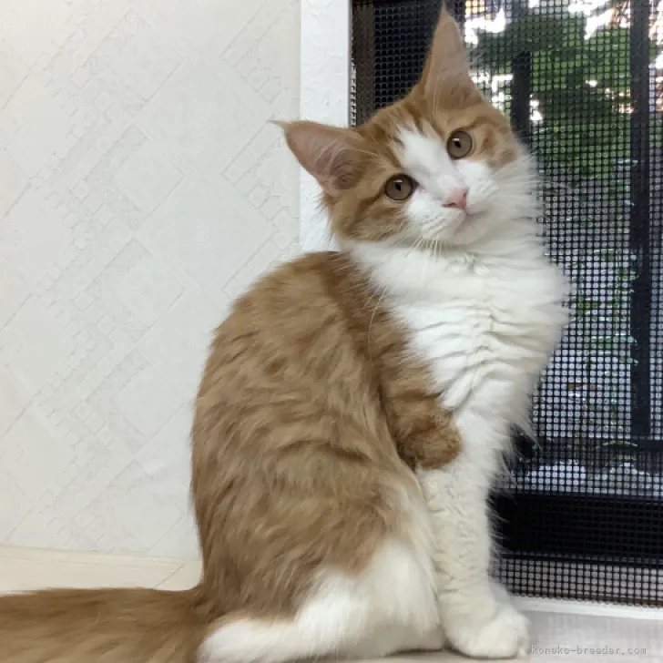 ID:2310-02324の子猫
