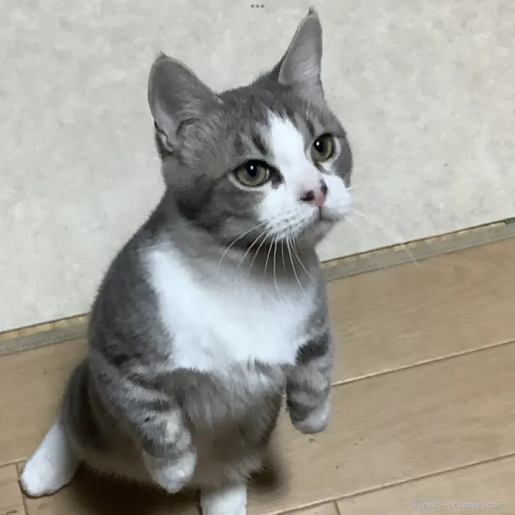 ID:2311-01037の子猫