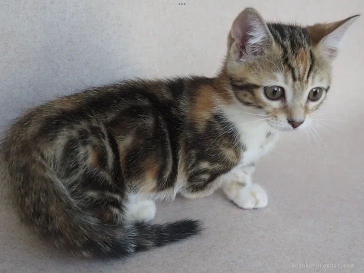 ID:2205-02072の子猫