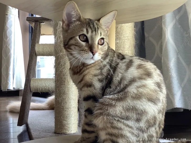 ID：2201-01067の子猫
