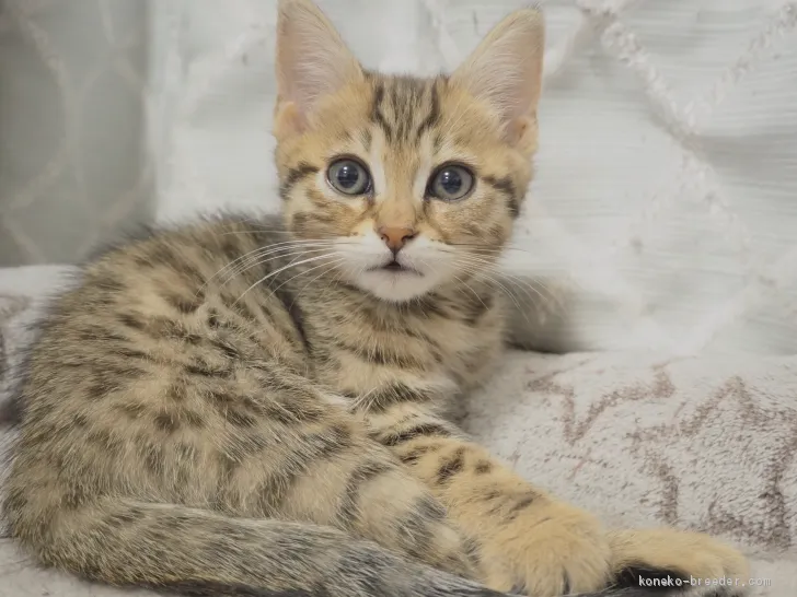 ID:2012-00271の子猫