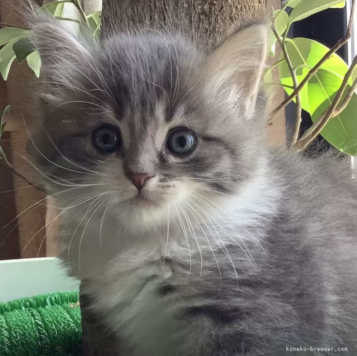 ID:2403-01624の子猫