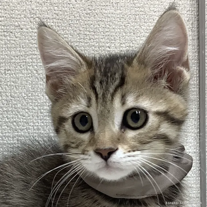 ID:2305-01479の子猫