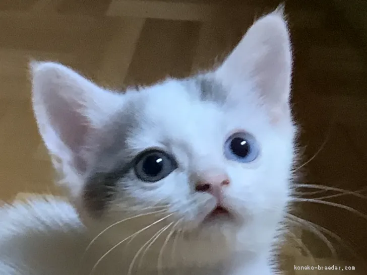ID:2006-00270の子猫