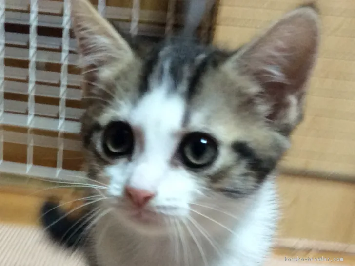 ID:1907-01512の子猫
