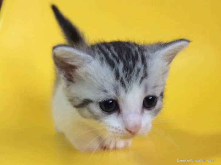 ID:1907-01441の子猫