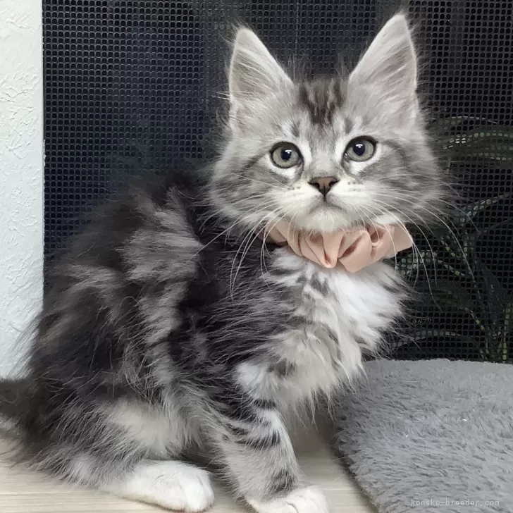 ID:2405-00840の子猫