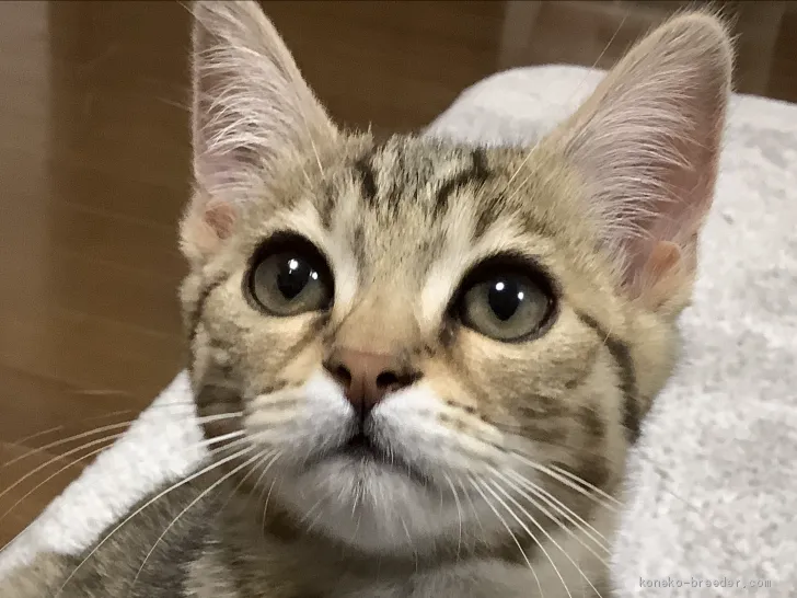 ID:2012-00201の子猫