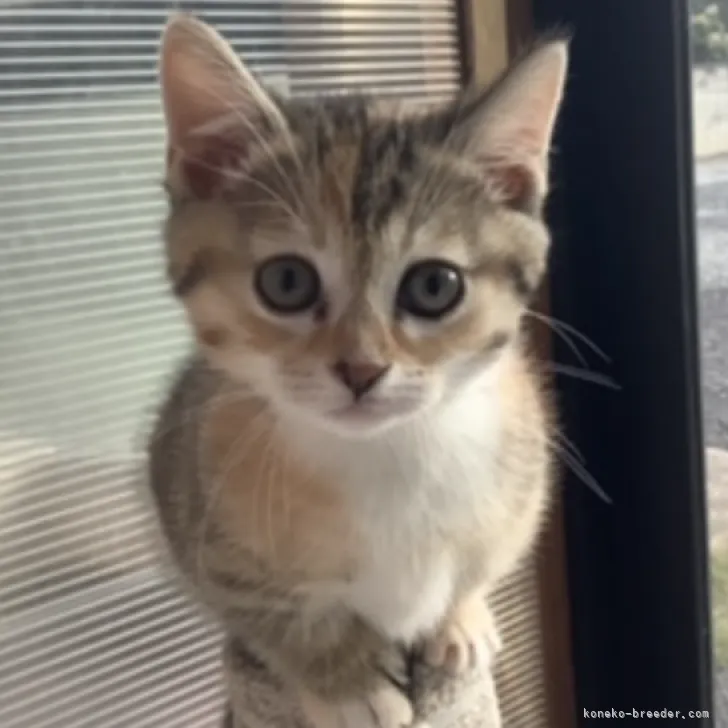 ID:2211-02410の子猫