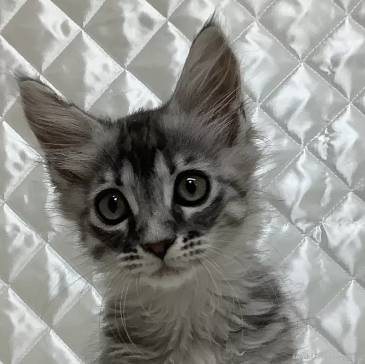 ID:2407-02751の子猫