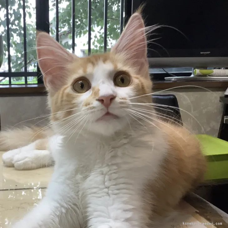 ID:2304-02183の子猫