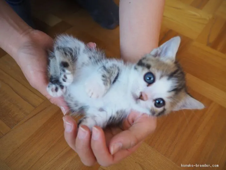ID:2012-00200の子猫