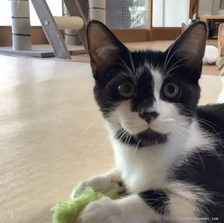 ID:2307-00793の子猫
