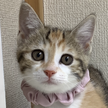 マンチカン(短足)【群馬県・女の子・2023年3月8日・キャリコ（ショート）】の写真「🐱綺麗で可愛い女の子❤️」