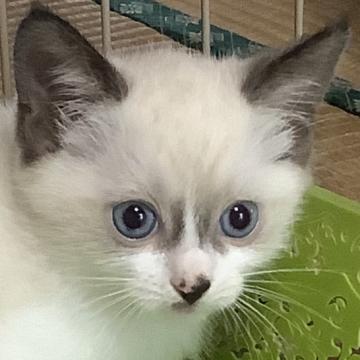 マンチカン【群馬県・男の子・2022年8月8日・シールポイント（ショート）】の写真「🐱とても可愛いくて綺麗😍珍しいカラーの子です！」