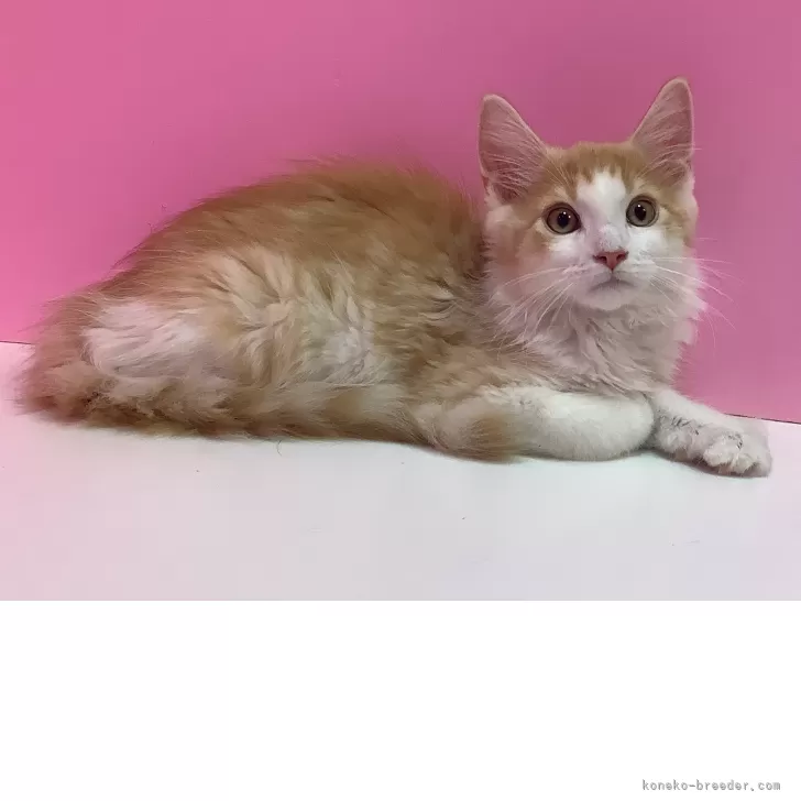 H.I 様のお迎えした子猫