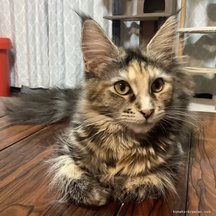 ID:2411-01603の子猫