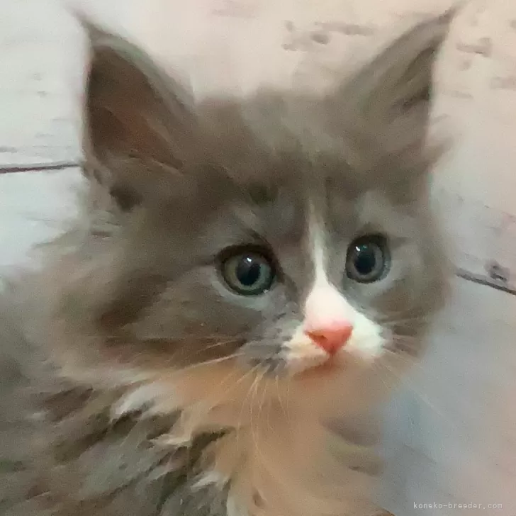 ID：2502-01131の子猫