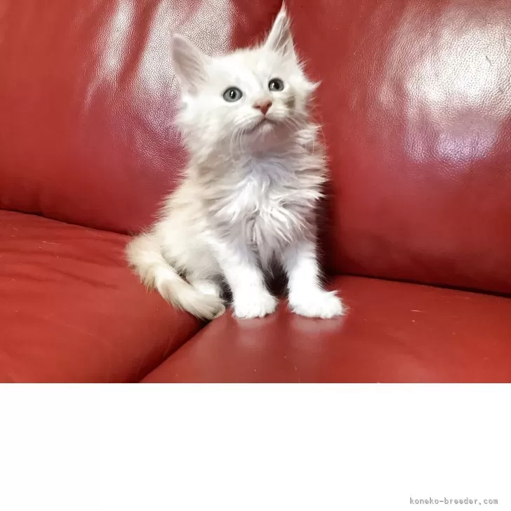 S.O 様のお迎えした子猫