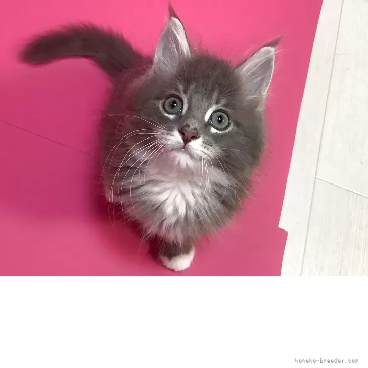 まきこ 様のお迎えした子猫