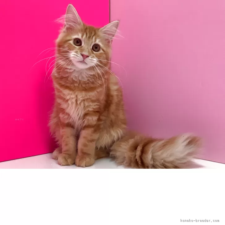 T.I 様のお迎えした子猫