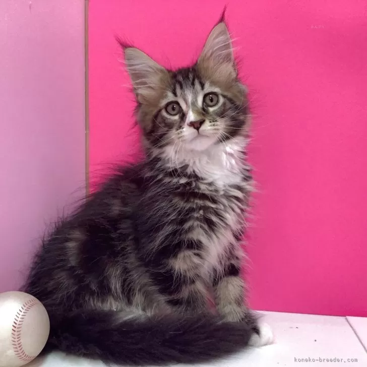 C.Y 様のお迎えした子猫