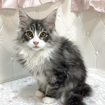 メインクーン【群馬県・男の子・2025年7月27日・シルバータビー&ホワイト】の写真「😺大型タイプ!しっかりした骨格!」