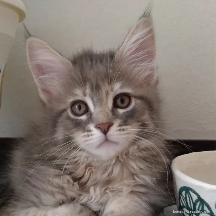 ID:2408-01946の子猫