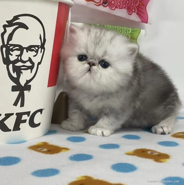 ID：2303-00136の子猫