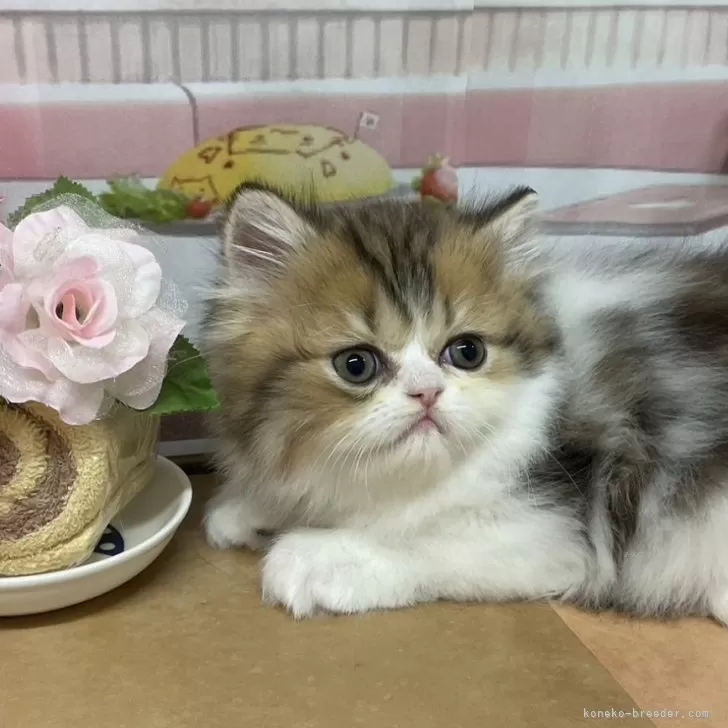 ID:2410-02380の子猫