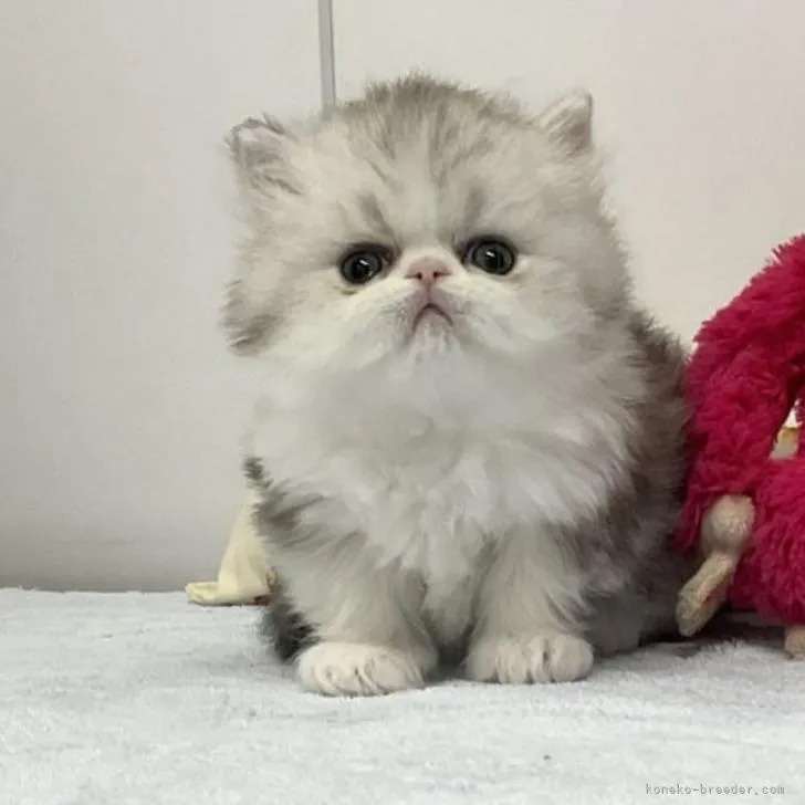 ID:2209-02495の子猫
