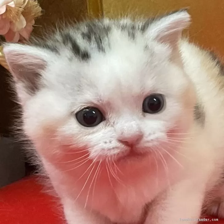 ID:2502-01643の子猫