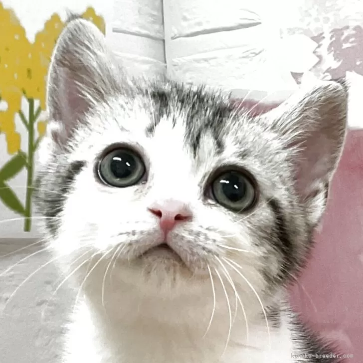 ID:2504-02151の子猫
