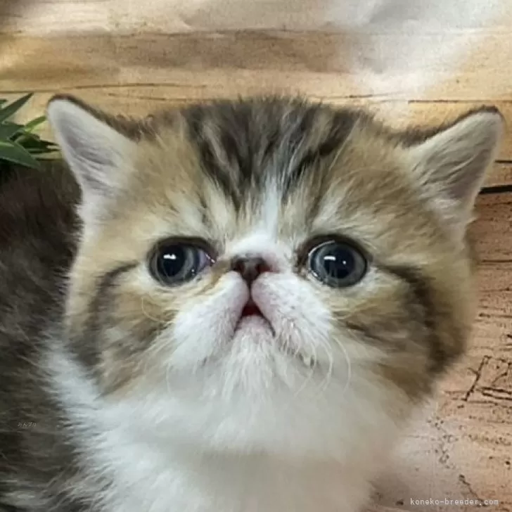ID:2502-00568の子猫