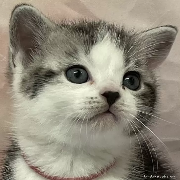 ID:2503-02829の子猫