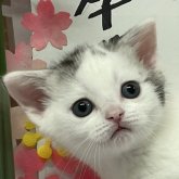 アメリカンショートヘア
