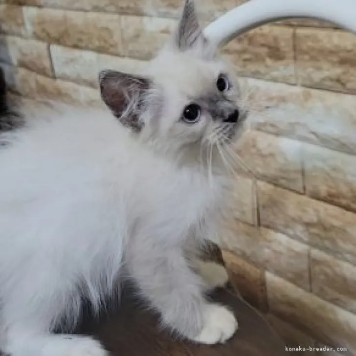 HAL 様のお迎えした子猫
