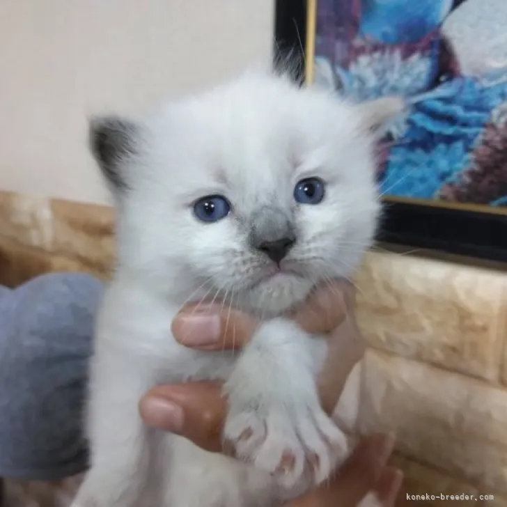 イチ 様のお迎えした子猫