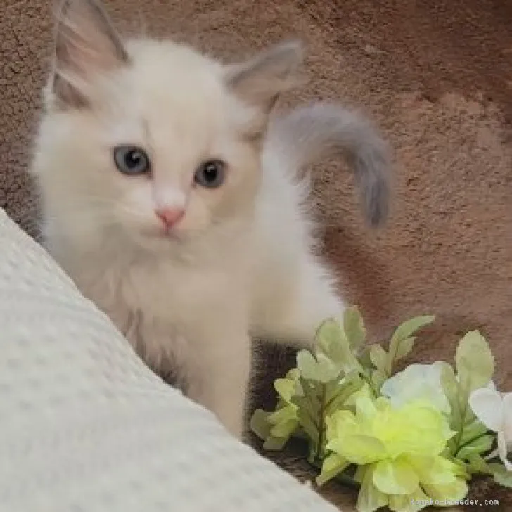 K.M 様のお迎えした子猫
