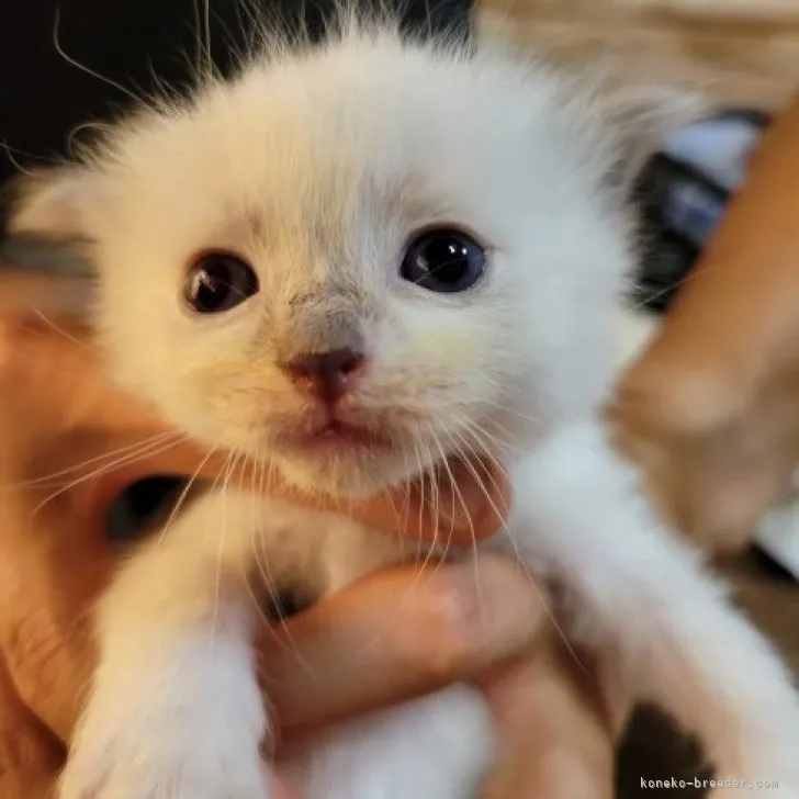 むつき 様のお迎えした子猫
